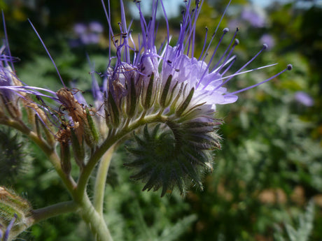 Phacelia