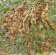 Pigeon Pea