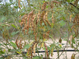 Pigeon Pea