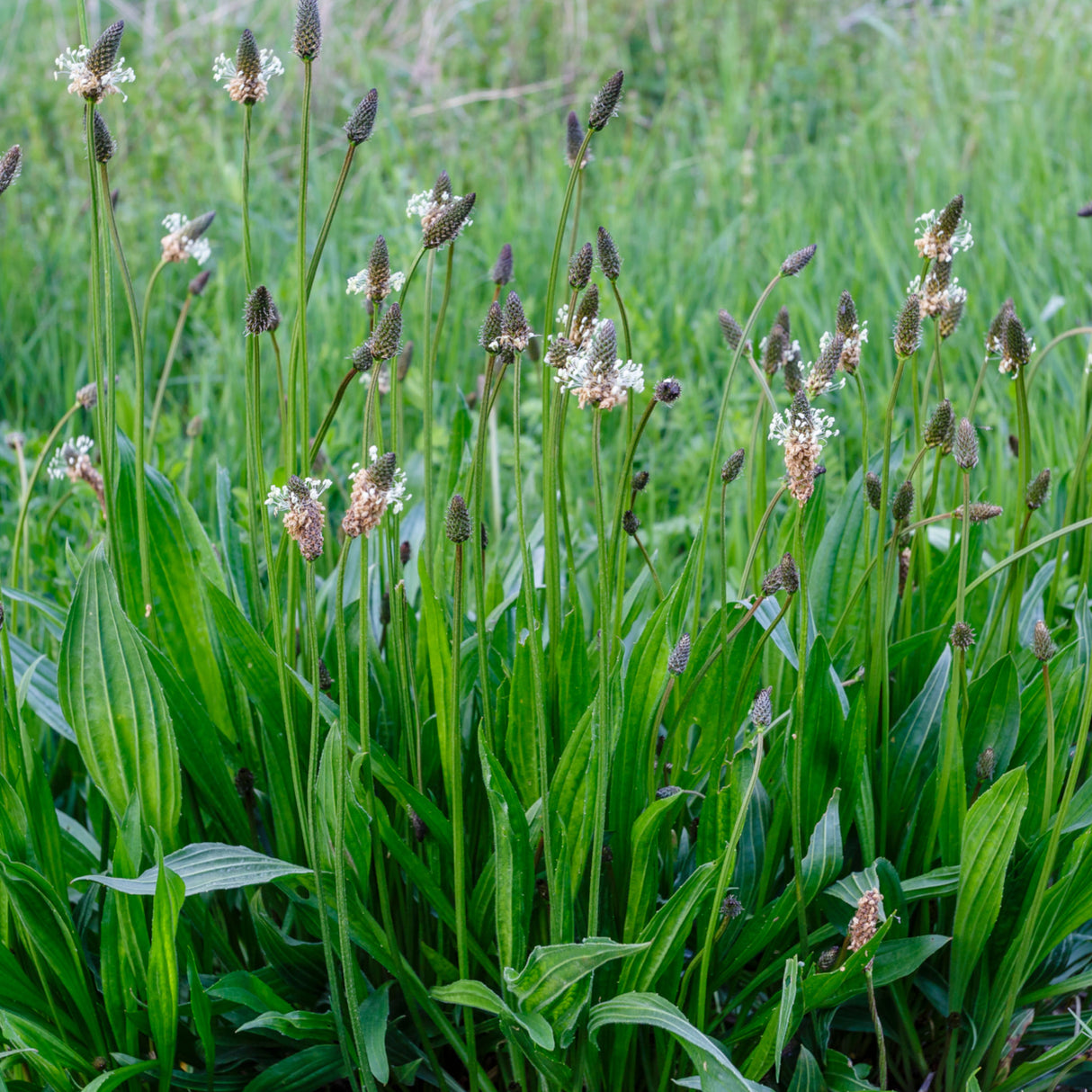 Plantain 'Tonic'