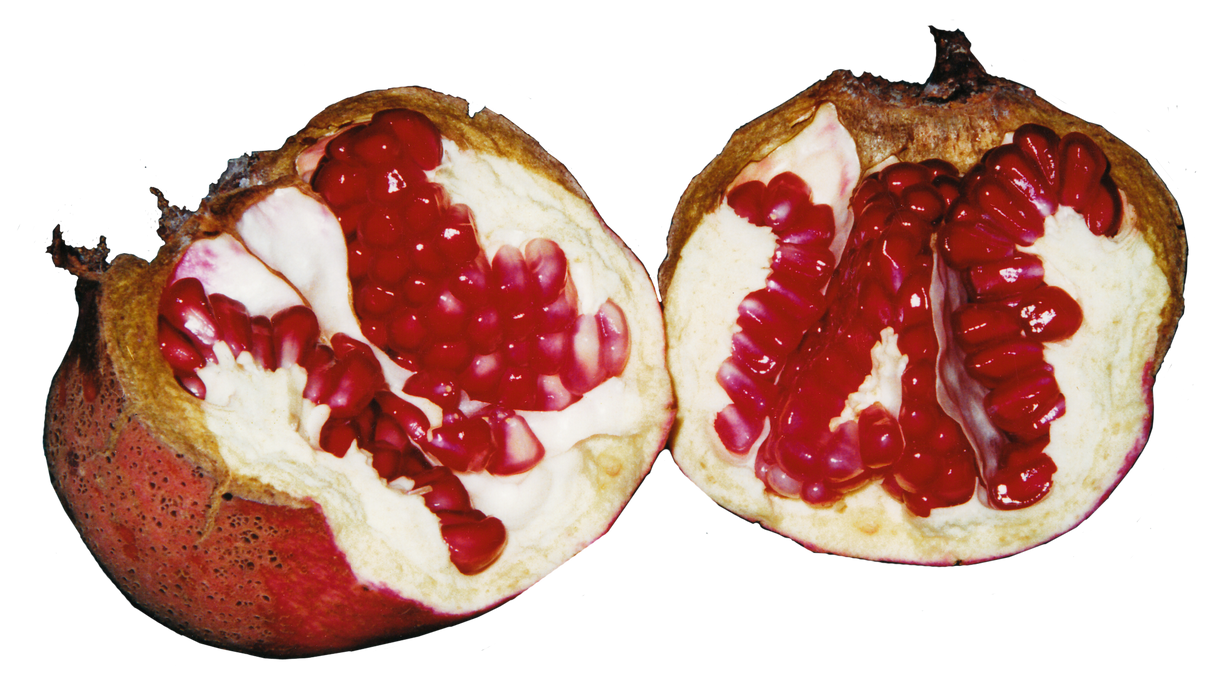 Pomegranate