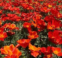 California Poppy 'Red Chief'