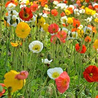 Poppy 'Iceland Mix'