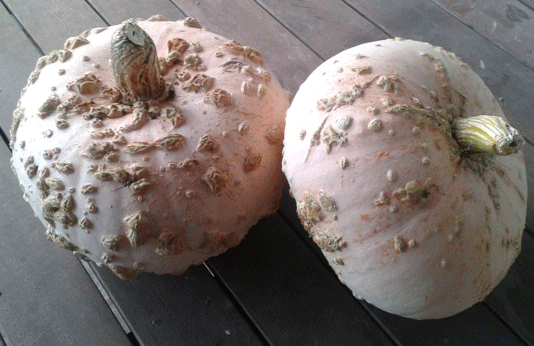 Pumpkin 'Galeux D'Eysines'