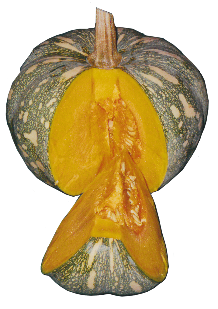 Pumpkin 'Kent'