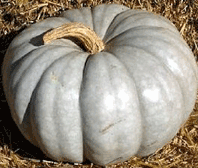 Pumpkin 'Jarrahdale'