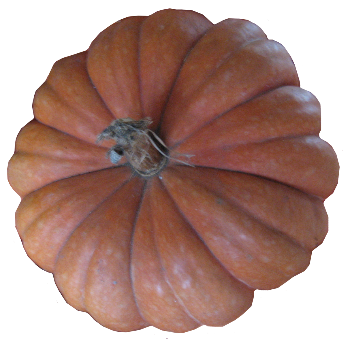 Pumpkin 'Musquee De Provence'