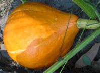 Pumpkin 'Red Kuri'