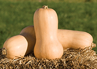 Pumpkin 'Waltham Butternut'