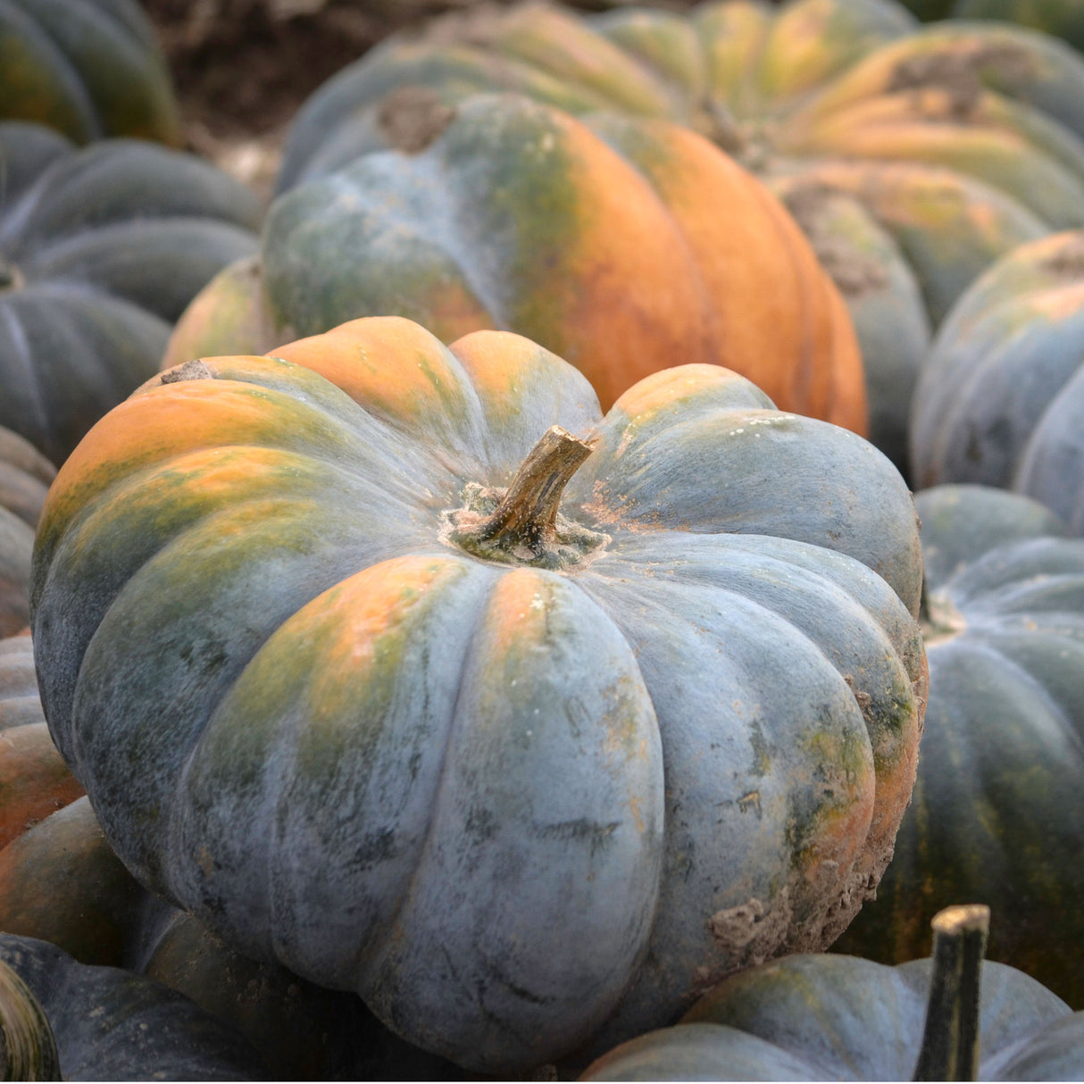 Pumpkin 'Jarrahdale'