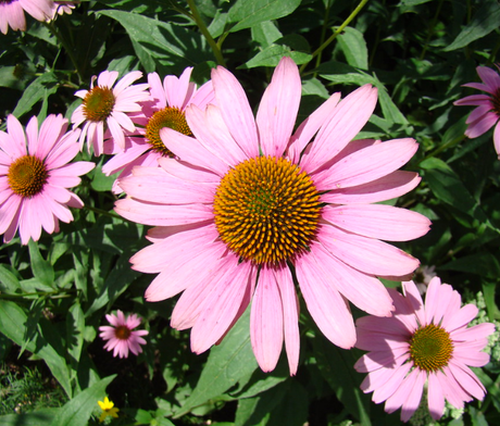 Purple Coneflower