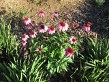 Purple Coneflower