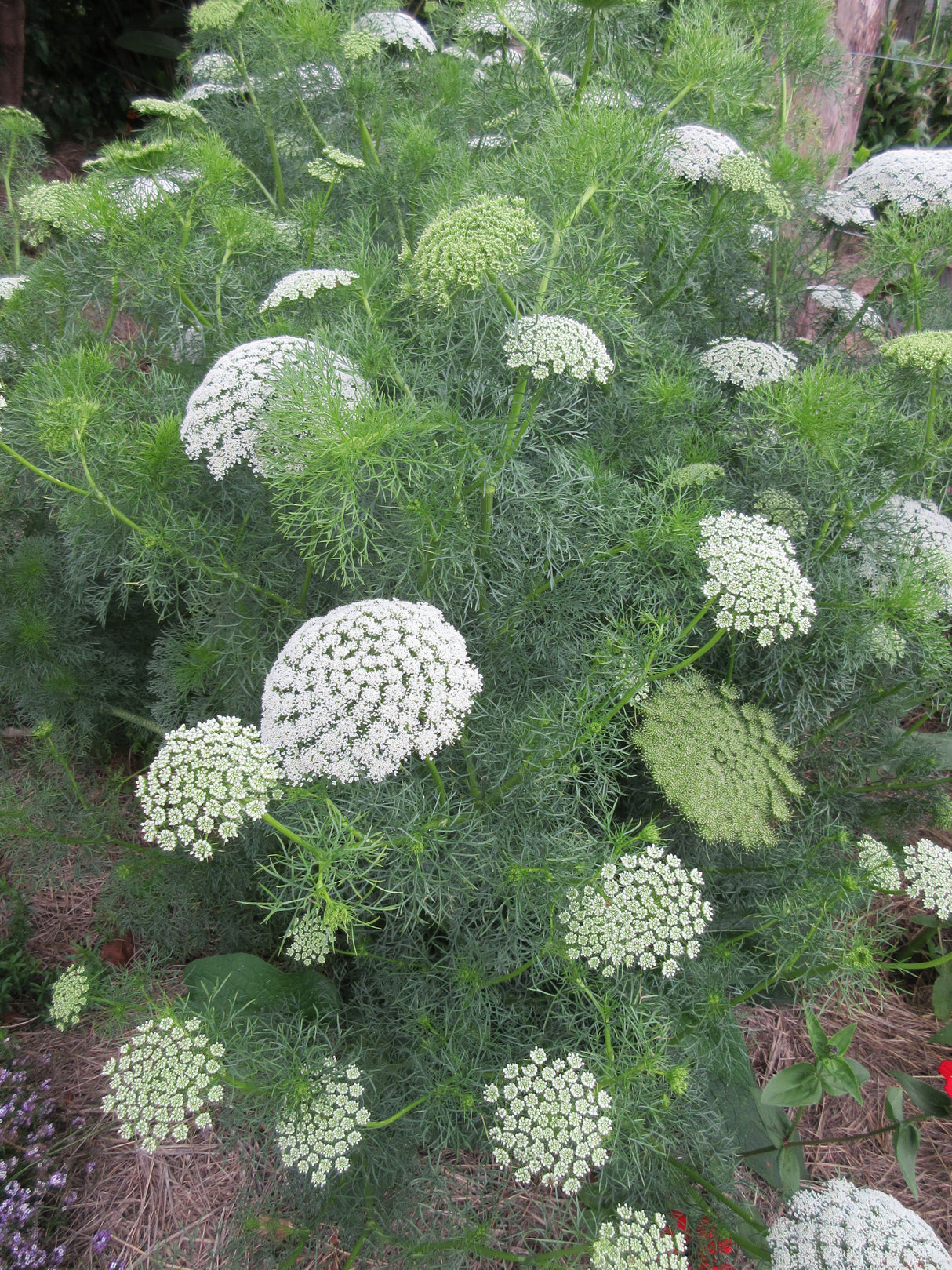 Queen Anne's Lace