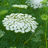 Queen Anne's Lace