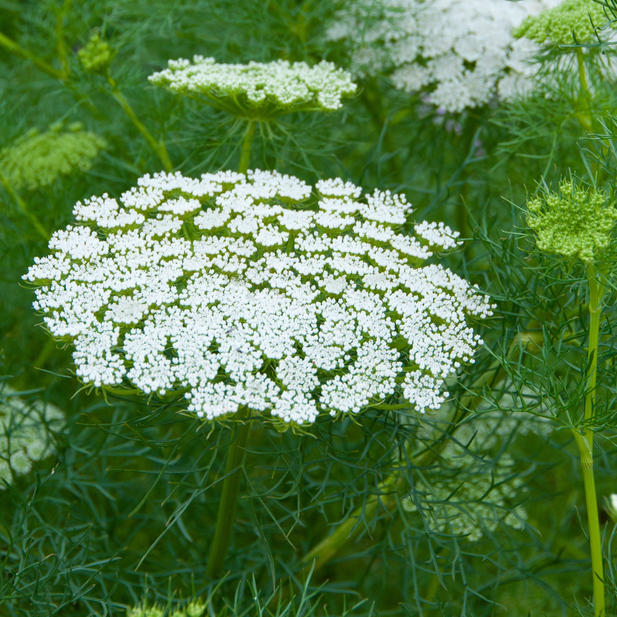 Queen Anne's Lace – Green Harvest