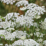 Queen Anne's Lace