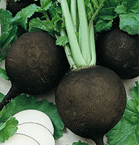 Radish 'Black Spanish'