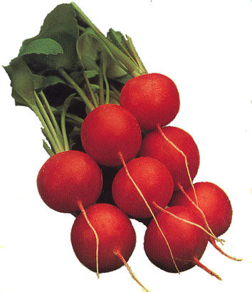 Radish 'Cherry Belle'