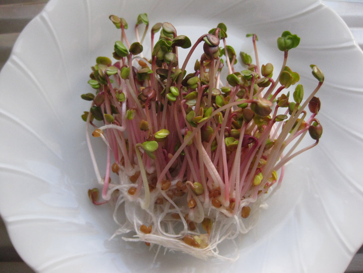 Radish 'China Rose'