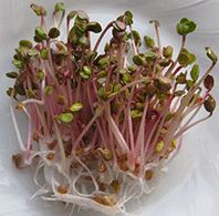 Radish 'China Rose'