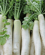 Radish Daikon