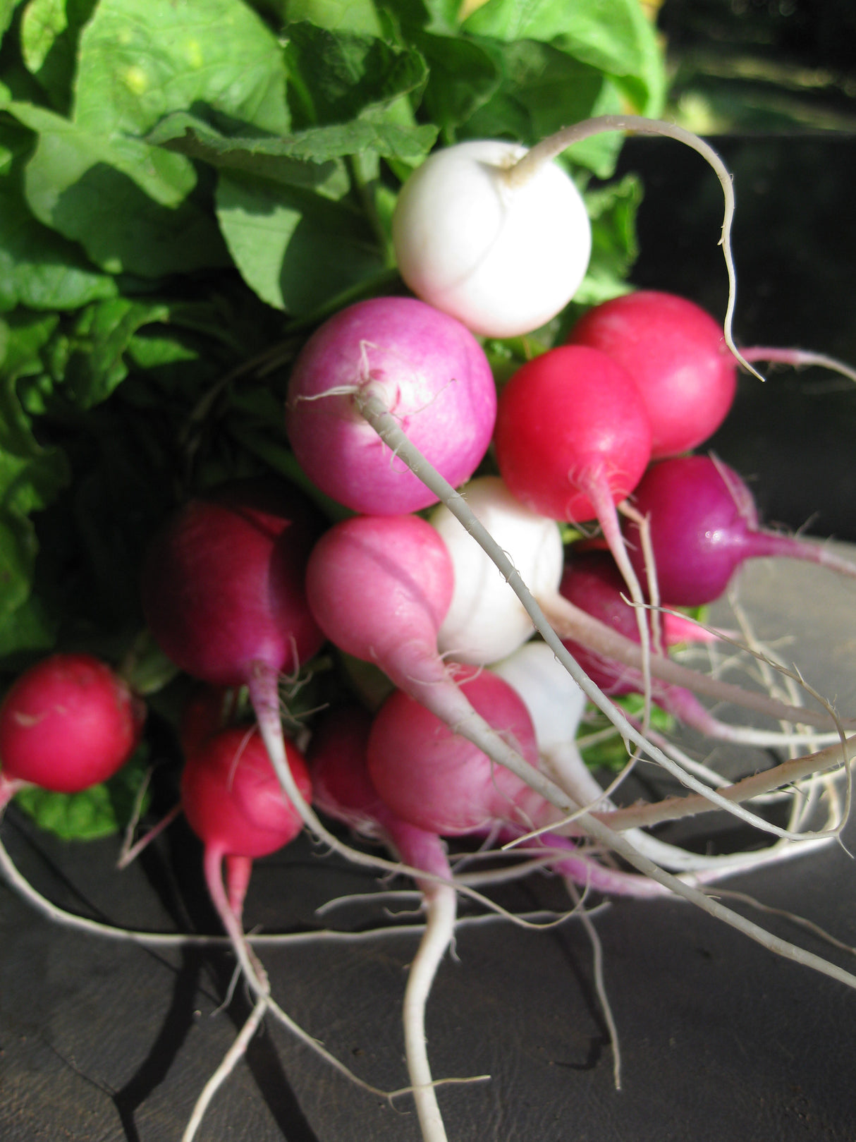 Radish 'Easter Egg'