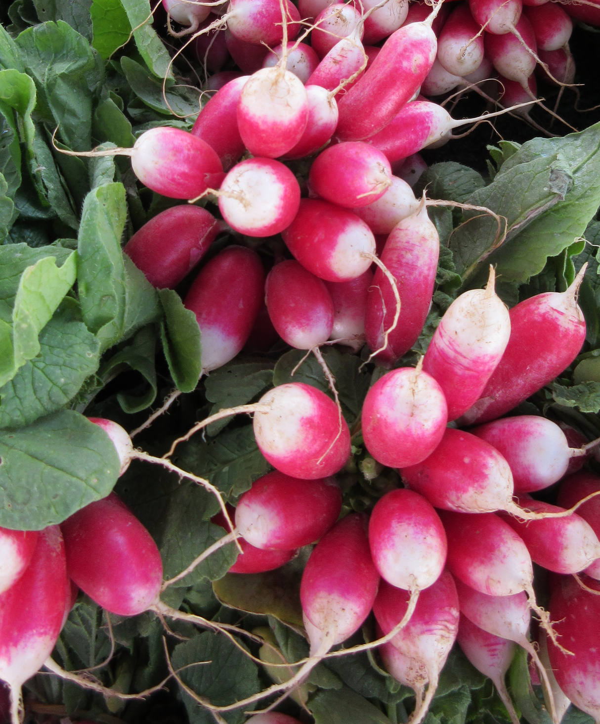 Radish 'French Breakfast'