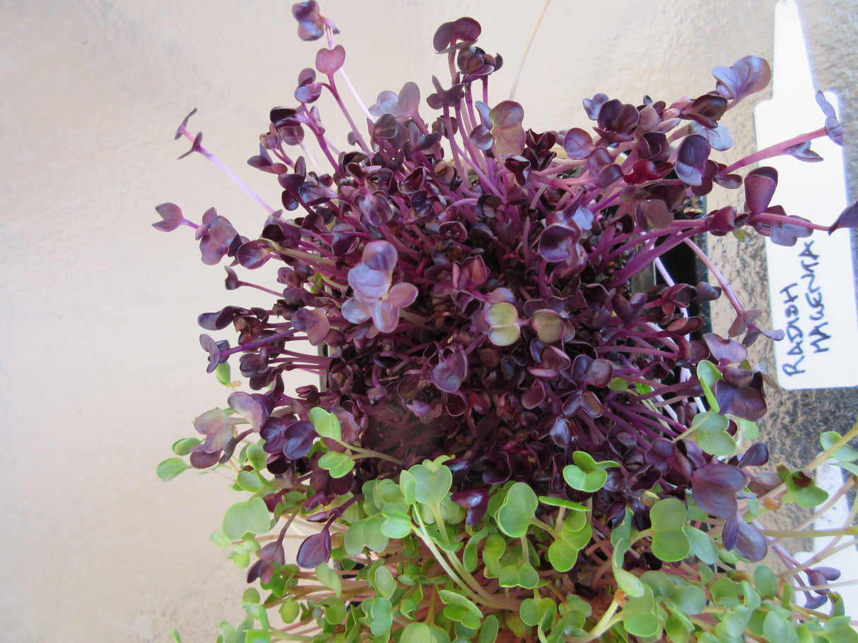 Radish Sprouting 'Magenta'