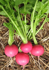 Radish 'Pink Beauty'