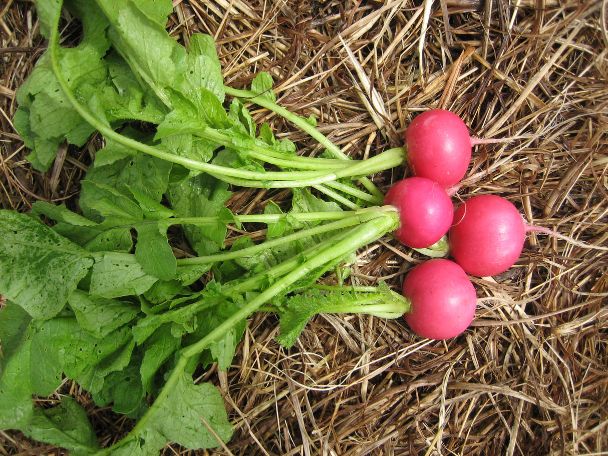 Radish 'Pink Beauty'