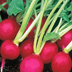 Radish 'Purple Plum'