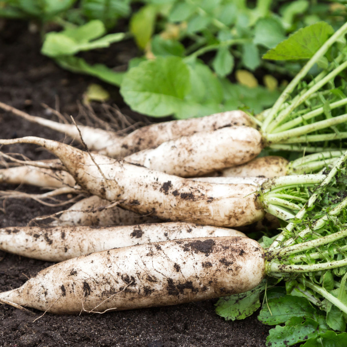 Radish Daikon