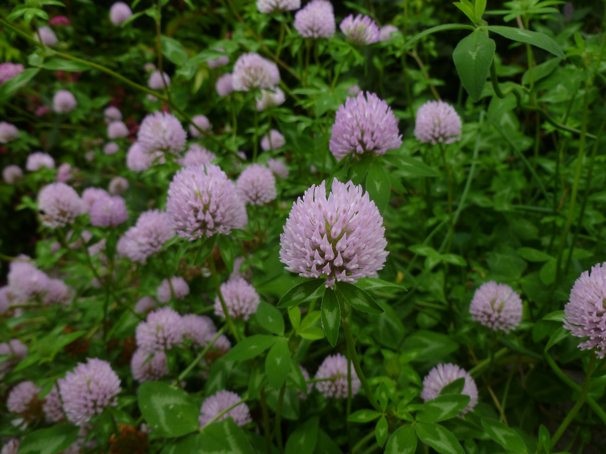 Red Clover