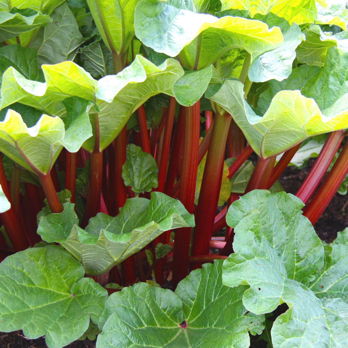 Rhubarb 'Victoria'