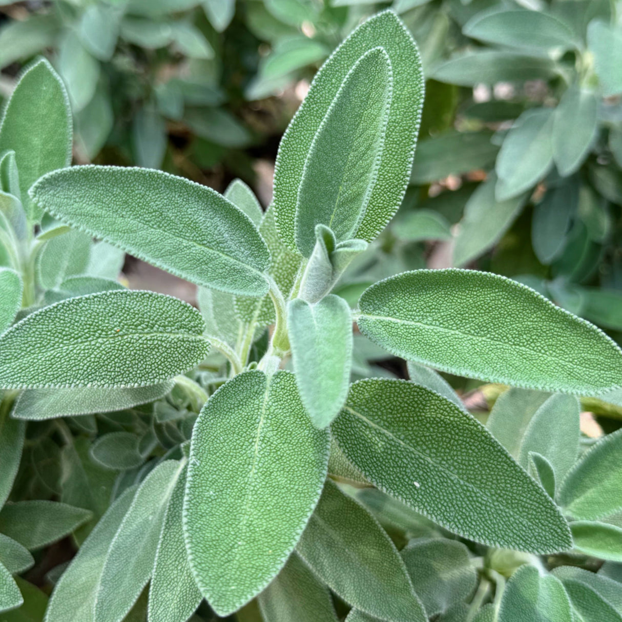 Sage 'Common'