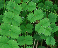 Salad Burnet