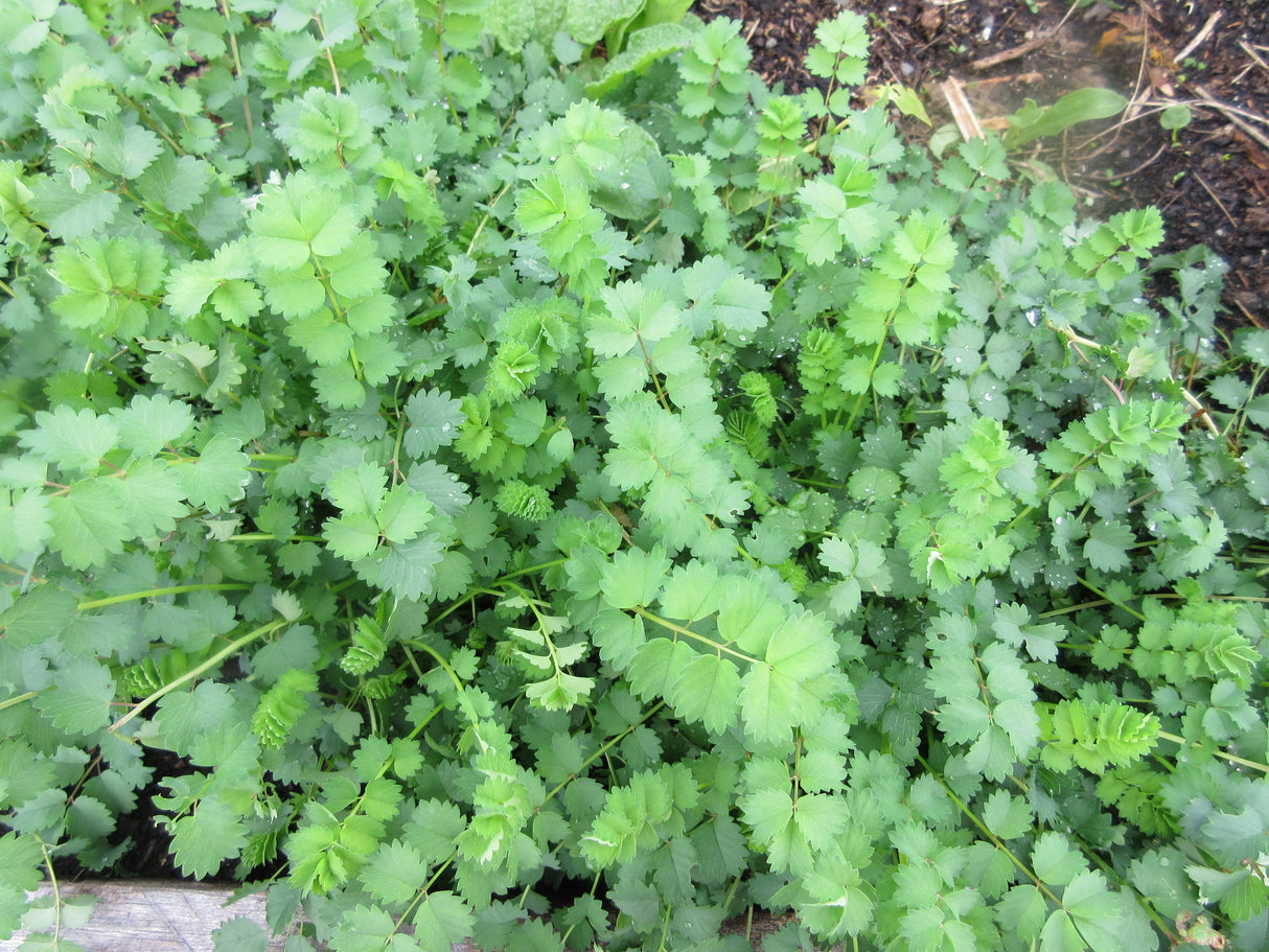 Salad Burnet