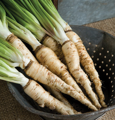 Salsify 'Mammoth Sandwich Island'