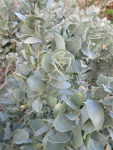 Saltbush Old Man