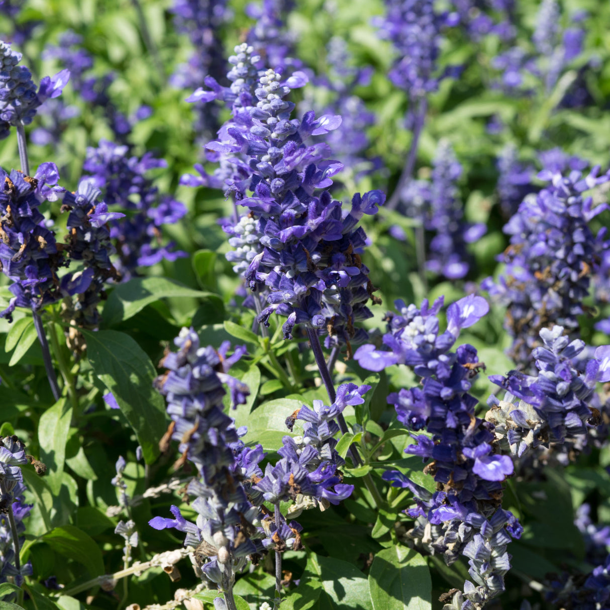 Salvia 'Victoria Blue'