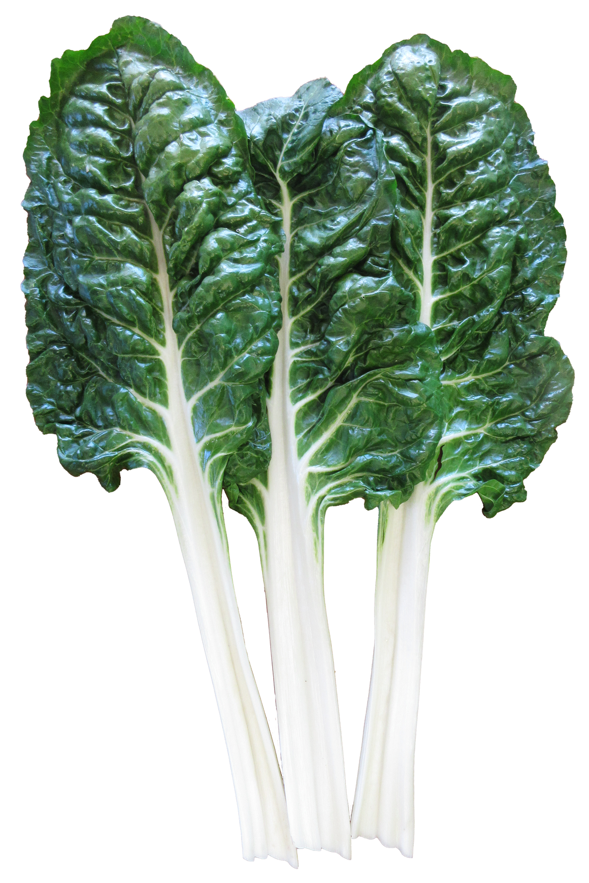 Silverbeet 'Fordhook Giant'