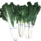 Silverbeet 'Lucullus'