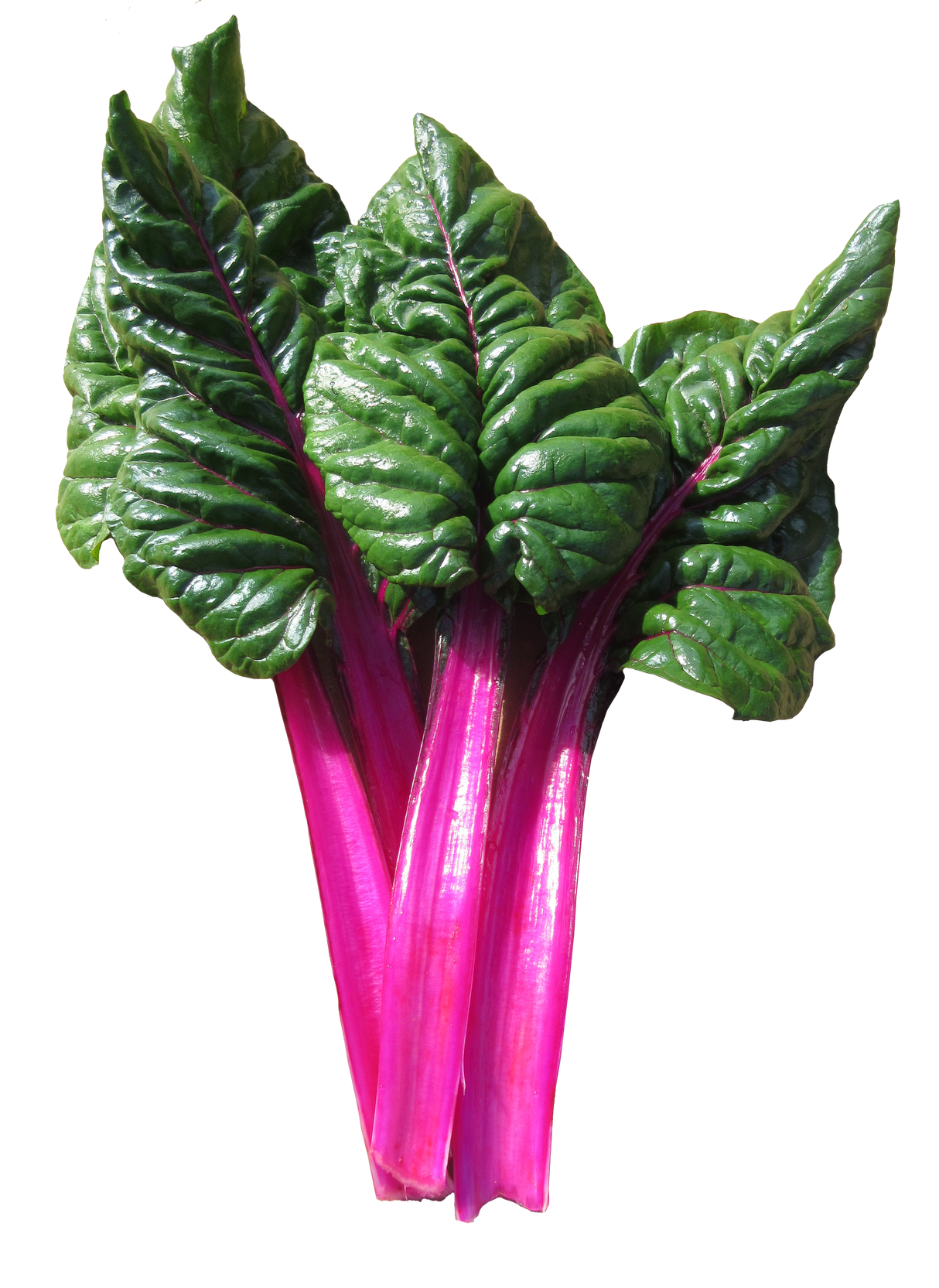 Silverbeet 'Magenta Sunset'