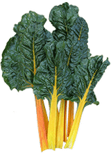 Silverbeet 'Orange Fantasia'