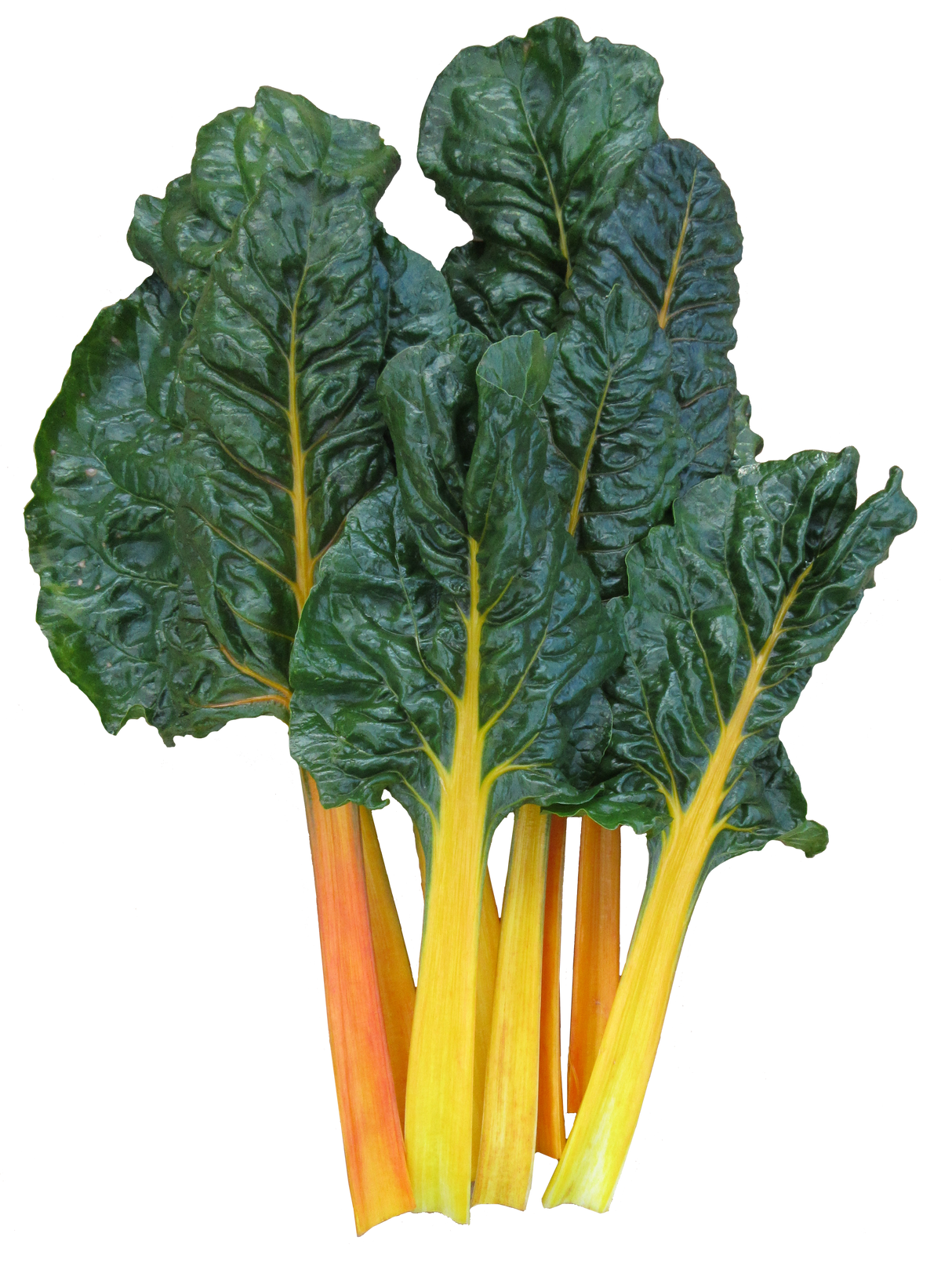 Silverbeet 'Orange Rib'