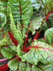 Silverbeet 'Ruby'