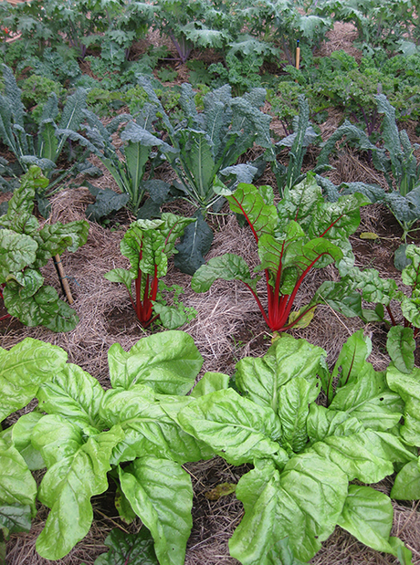 Silverbeet 'Southern European'