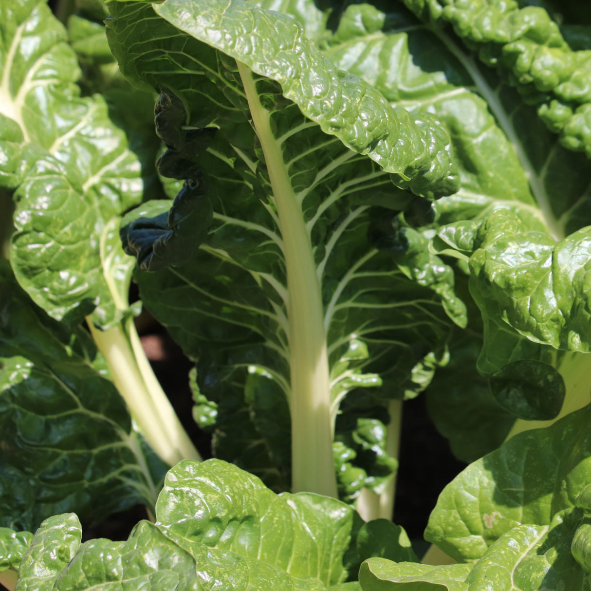 Silverbeet 'Fordhook Giant'