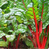 Silverbeet 'Ruby'