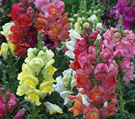 Snapdragon 'Colour Mix'